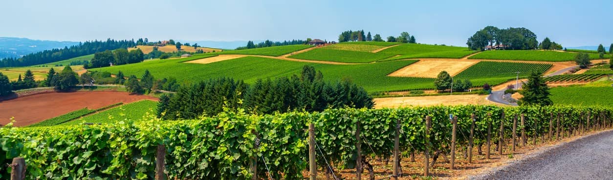 Vineyard in Dundee Oregon wine country